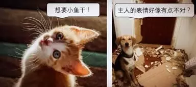 養寵物到底是貓好還養狗好,對許多人來說都是一件「世紀」難題