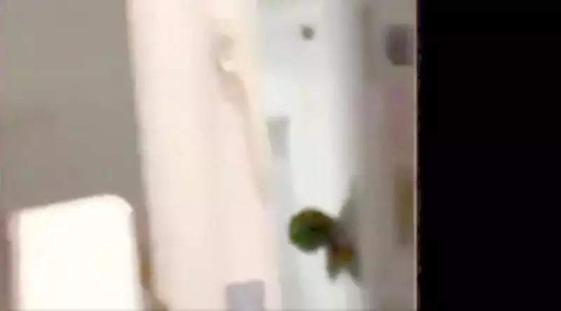 少女開心和閨蜜吃宵夜 拍到「黑色人影冒頭偷窺」傻眼:我們家裡沒有第3人...