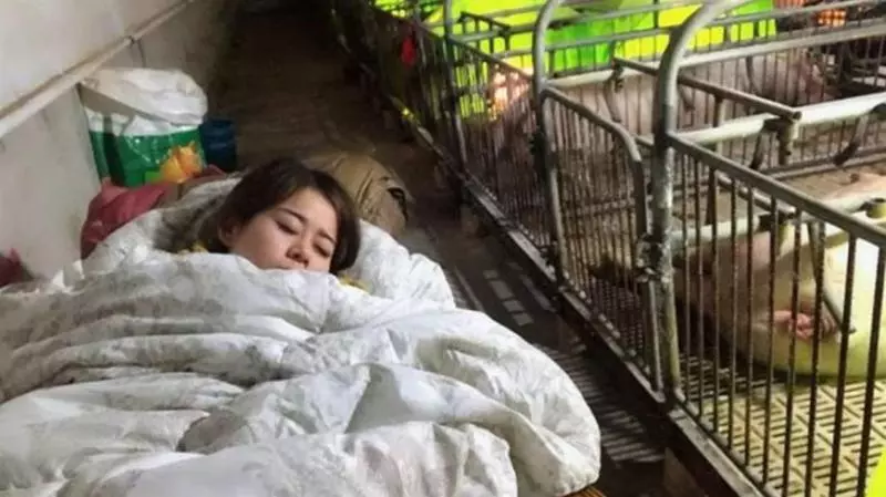 【繼承父業養豬!】27歲正妹天天陪豬睡、幫400多隻豬做人工呼吸!年收竟高達100萬!