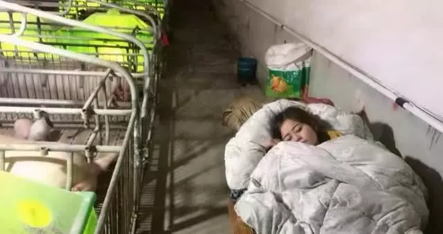 【繼承父業養豬!】27歲正妹天天陪豬睡、幫400多隻豬做人工呼吸!年收竟高達100萬!