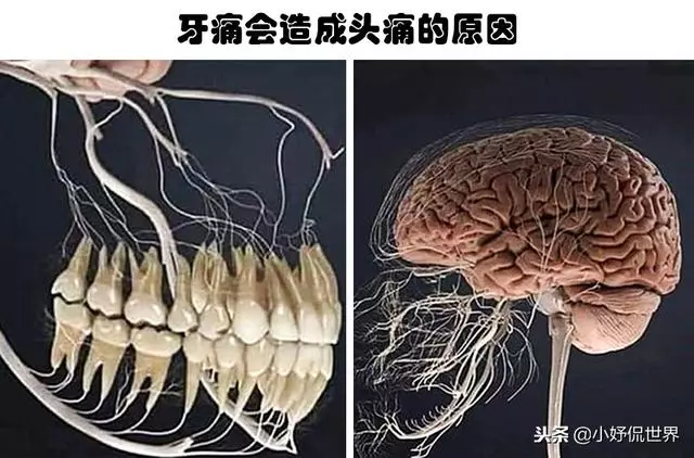 教科書裡看不到的「23張」人體圖片,要比課本里更加有趣得多