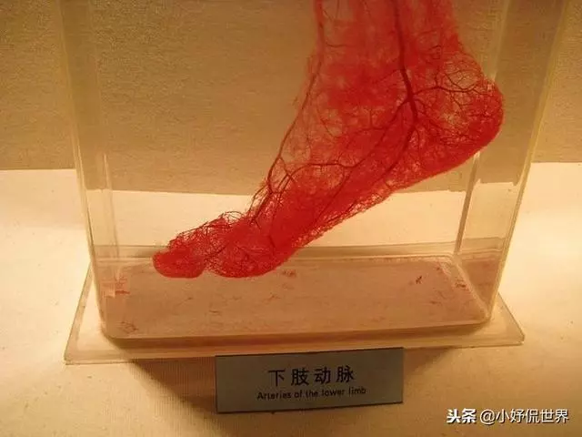 教科書裡看不到的「23張」人體圖片,要比課本里更加有趣得多