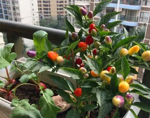 七彩椒不用買,現在種過年就上桌,一個冬天吃不完!