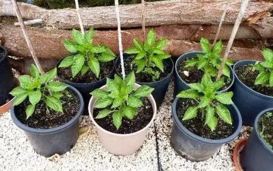 七彩椒不用買,現在種過年就上桌,一個冬天吃不完!