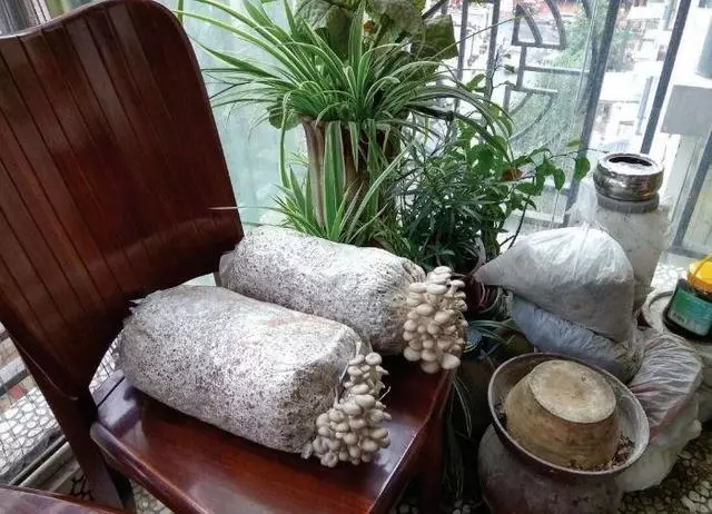 七彩椒不用買,現在種過年就上桌,一個冬天吃不完!