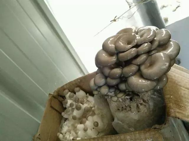 七彩椒不用買,現在種過年就上桌,一個冬天吃不完!