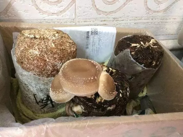 七彩椒不用買,現在種過年就上桌,一個冬天吃不完!