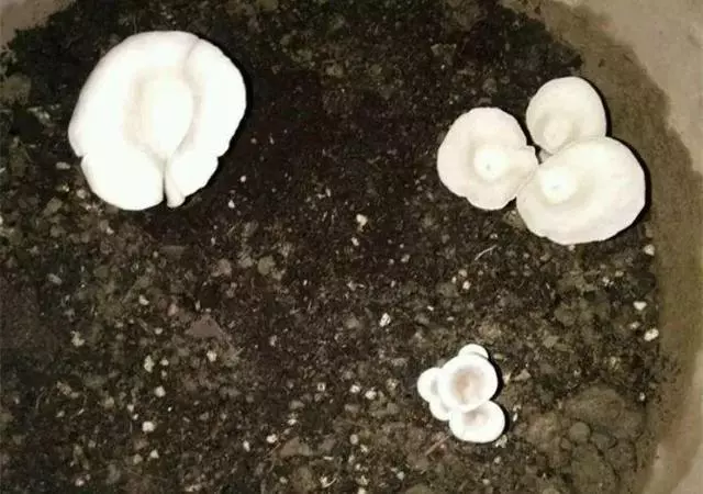 七彩椒不用買,現在種過年就上桌,一個冬天吃不完!