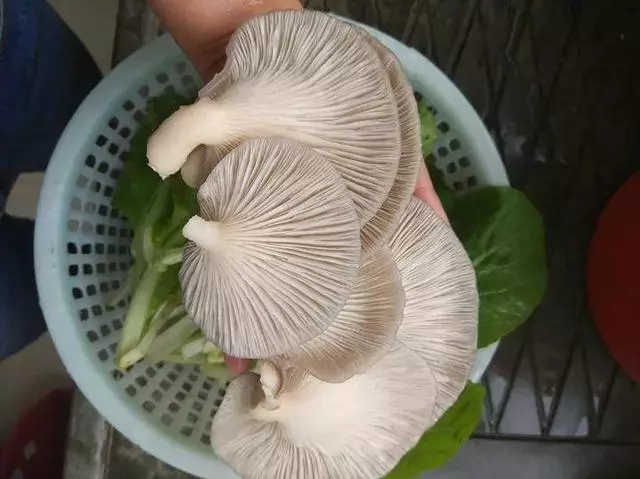 七彩椒不用買,現在種過年就上桌,一個冬天吃不完!