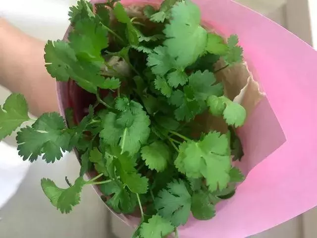 七彩椒不用買,現在種過年就上桌,一個冬天吃不完!