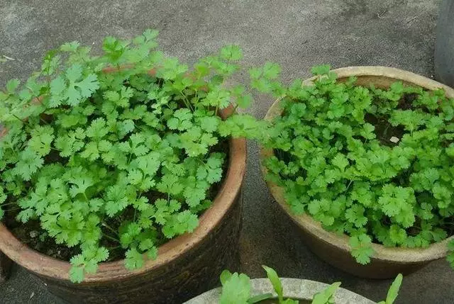 七彩椒不用買,現在種過年就上桌,一個冬天吃不完!