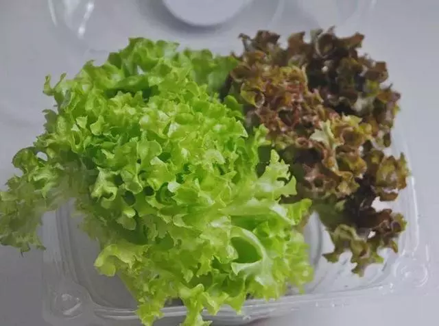 七彩椒不用買,現在種過年就上桌,一個冬天吃不完!