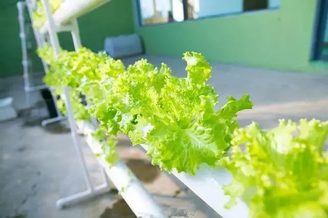 七彩椒不用買,現在種過年就上桌,一個冬天吃不完!