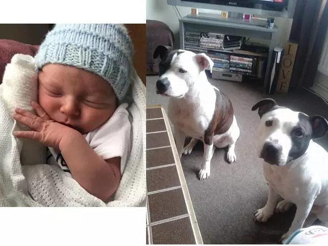 養犬需小心,英國兩狗咬死一個月大嬰兒,狗狗已被人道毀滅