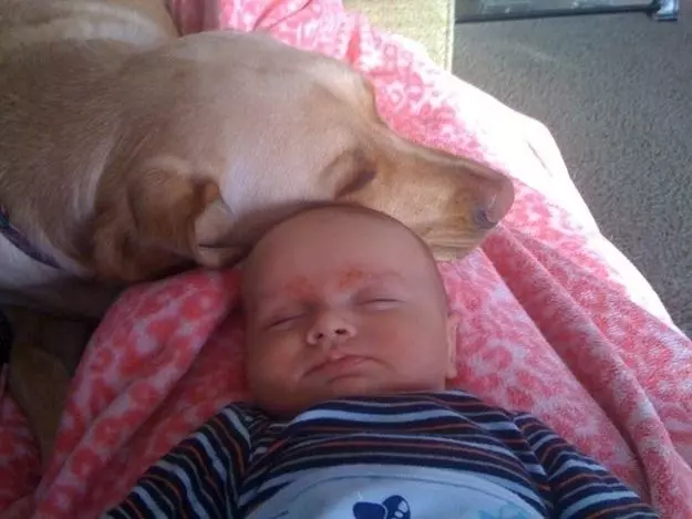 養犬需小心,英國兩狗咬死一個月大嬰兒,狗狗已被人道毀滅