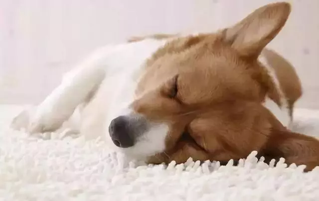 一個合格的主人必須了解的狗狗生理知識