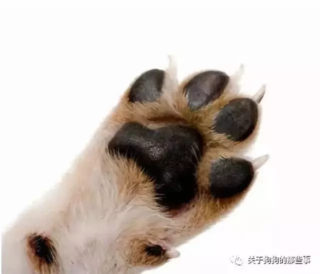 一個合格的主人必須了解的狗狗生理知識