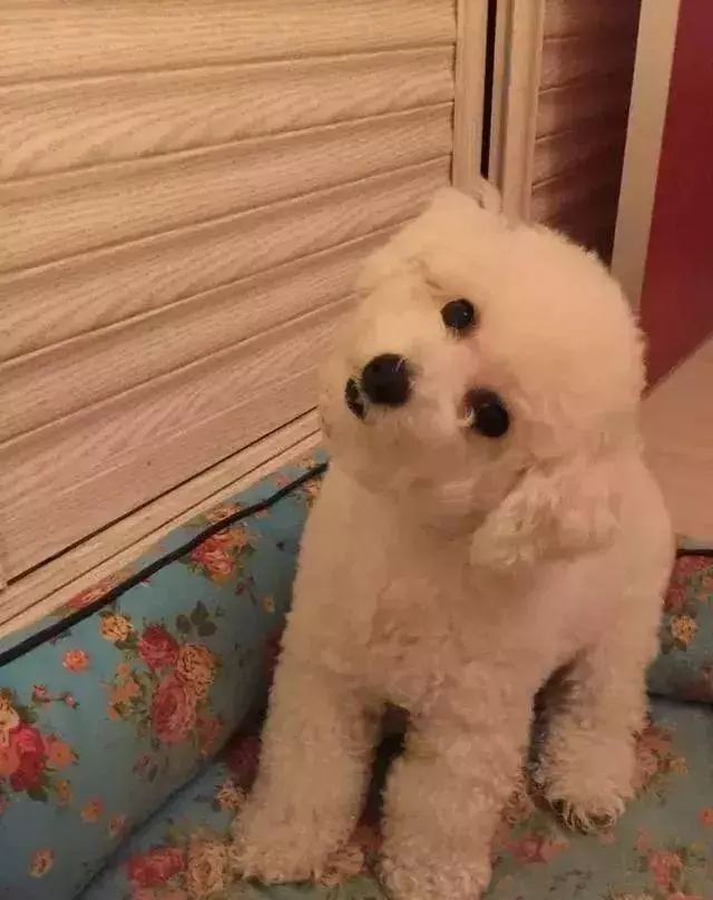 一個合格的主人必須了解的狗狗生理知識