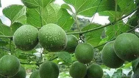 這個東西大家都認識,小小的它是抗腫瘤冠軍,更能穩血糖、清煙毒、抗腫瘤抑制癌細胞的生長,不吃簡直虧大了