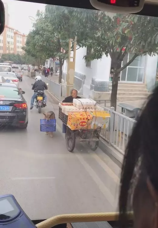 把拔工作好辛苦!懂事汪緊跟「幫忙提籃子」 網鼻酸:旁邊還有一隻...