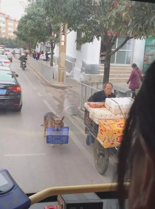 把拔工作好辛苦!懂事汪緊跟「幫忙提籃子」 網鼻酸:旁邊還有一隻...