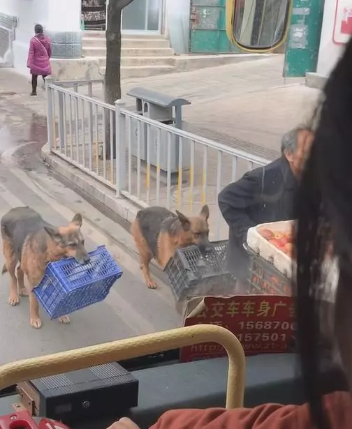 把拔工作好辛苦!懂事汪緊跟「幫忙提籃子」 網鼻酸:旁邊還有一隻...