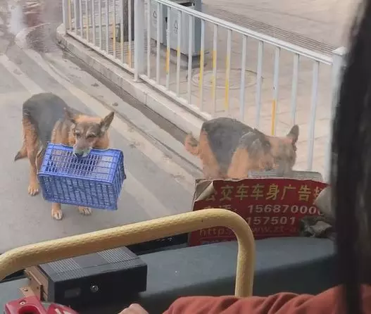 把拔工作好辛苦!懂事汪緊跟「幫忙提籃子」 網鼻酸:旁邊還有一隻...