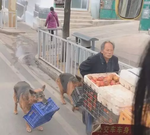 把拔工作好辛苦!懂事汪緊跟「幫忙提籃子」 網鼻酸:旁邊還有一隻...