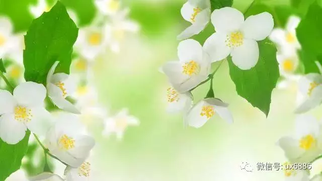 永遠不要為一個不愛你的人,去浪費一分一秒