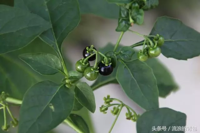吃一口一生難得癌!你認識它嗎?