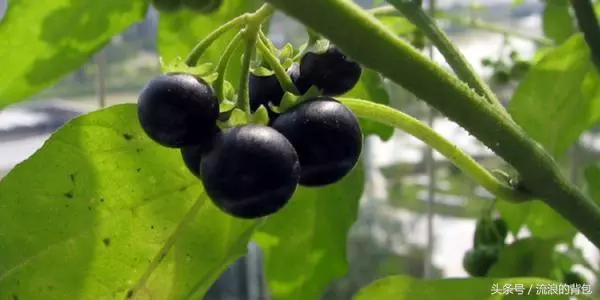 吃一口一生難得癌!你認識它嗎?