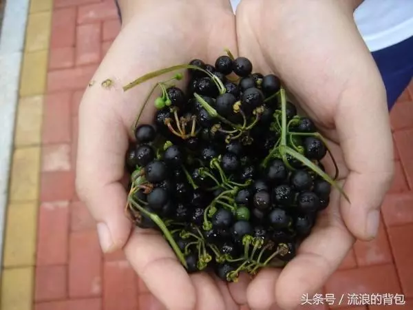 吃一口一生難得癌!你認識它嗎?