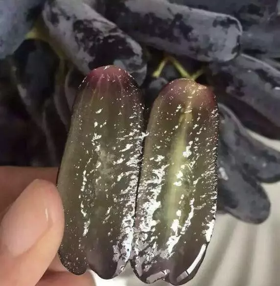 此樹360天不碰水都不死!中國最好吃的水果,能結100天的果子