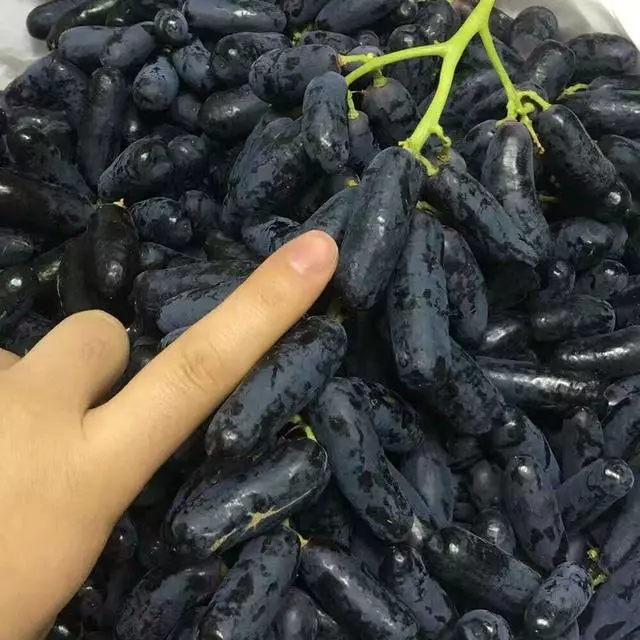 此樹360天不碰水都不死!中國最好吃的水果,能結100天的果子