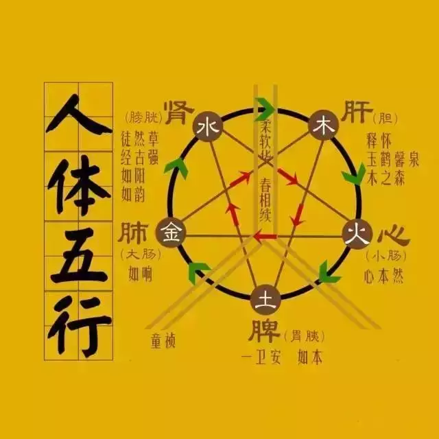 五臟常見虛勞症(陰、陽、氣、血)的調理法!收了吧!