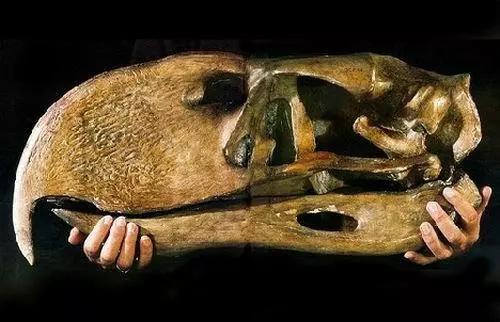 十大史前生物,霸王龍都是渣渣