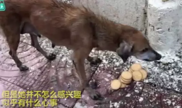 流浪狗媽媽看著有心事,把女孩領到公園後原來是為了它們,感動
