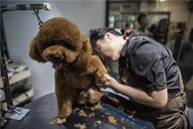 再也不花冤枉錢!按照這5個步驟幫泰迪犬美容,省事又省錢