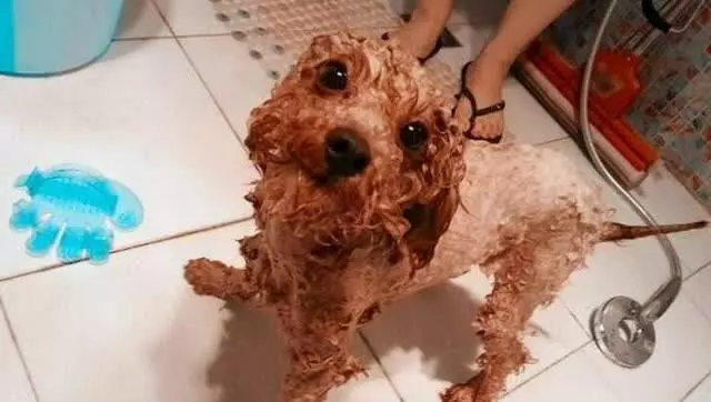 再也不花冤枉錢!按照這5個步驟幫泰迪犬美容,省事又省錢