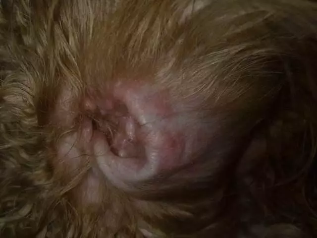 再也不花冤枉錢!按照這5個步驟幫泰迪犬美容,省事又省錢