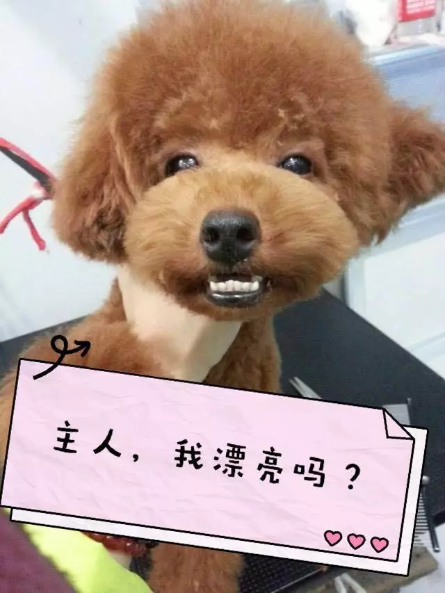 再也不花冤枉錢!按照這5個步驟幫泰迪犬美容,省事又省錢