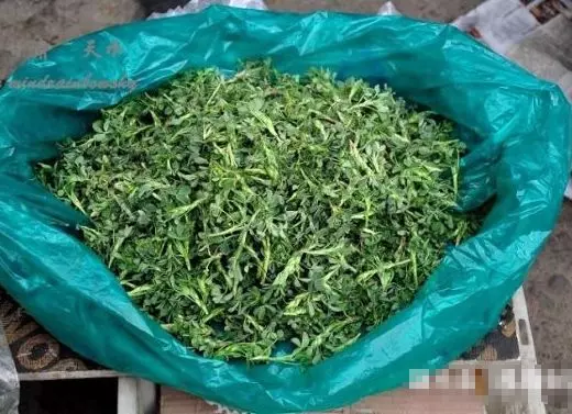 懷孕後母親給5萬,婆婆送袋野菜嫌髒扔地上,一周後打開墮了胎