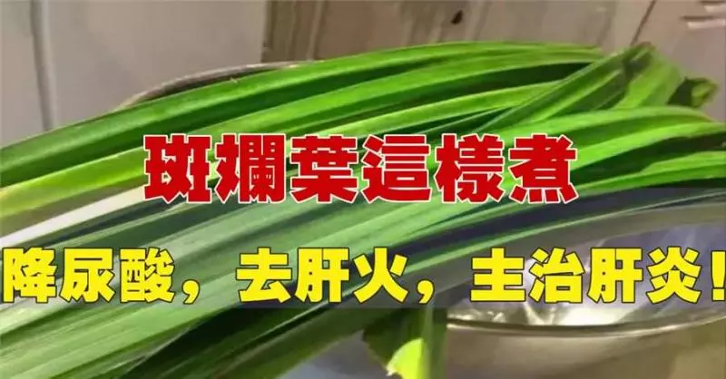 斑斕葉這樣煮,可降尿酸,去肝火,還能排毒治肝炎!功效非常多!