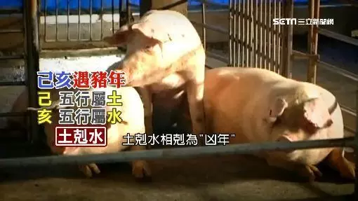 恐怖2019!明年屬「大凶」專家說話了!不只病豬… 台灣恐遇大災難 網:阿彌陀佛