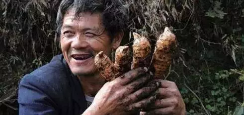 這種珍惜的藥材,手腳麻木要吃,不明頭痛要吃,肝不好要吃,防心梗更要吃!