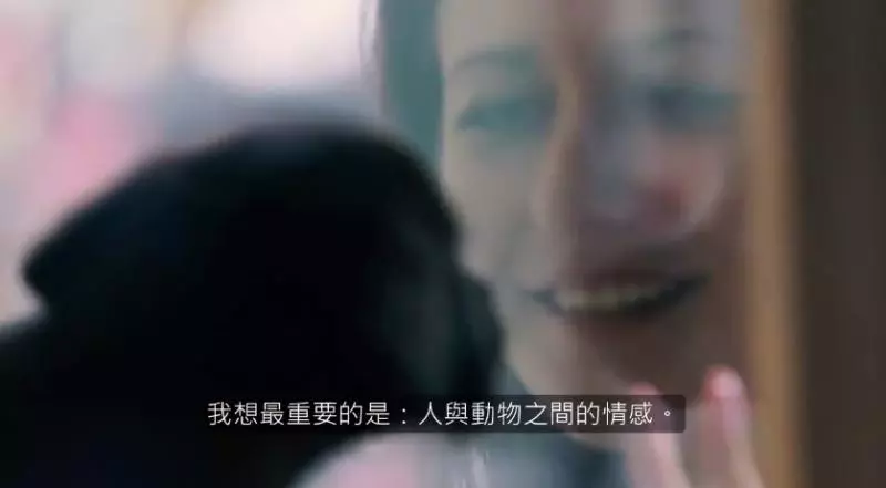 救援團體偷偷將收容所貓狗「放進寵物店櫥窗」 消費者的開心反應完全出乎意料!