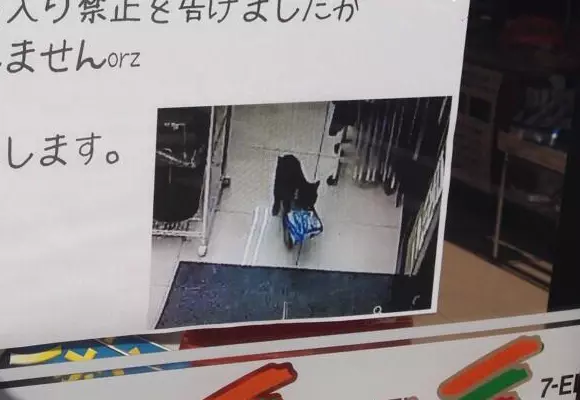 日本超商遭喵星球侵略!所有貓咪「圍攻店門口」等吃 有些直接闖進去了~