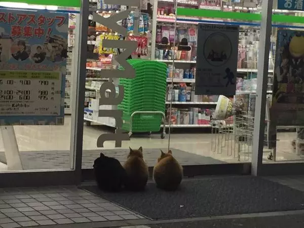 日本超商遭喵星球侵略!所有貓咪「圍攻店門口」等吃 有些直接闖進去了~
