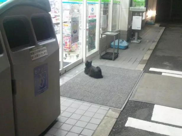 日本超商遭喵星球侵略!所有貓咪「圍攻店門口」等吃 有些直接闖進去了~