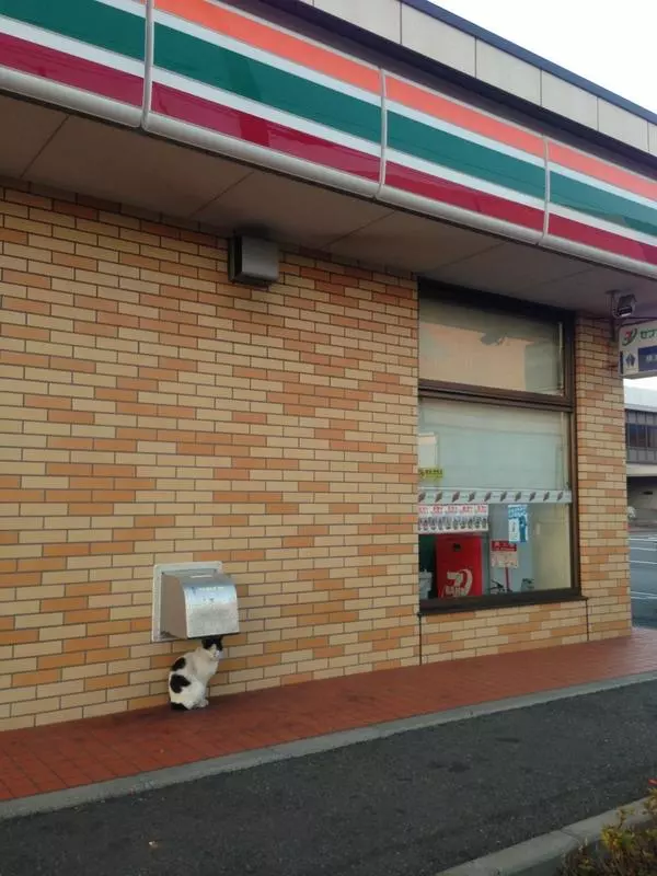 日本超商遭喵星球侵略!所有貓咪「圍攻店門口」等吃 有些直接闖進去了~